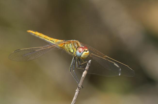 Sympetrum?